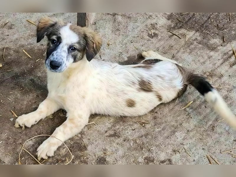 APRIL - gerettet von der Straße nahe Slatina