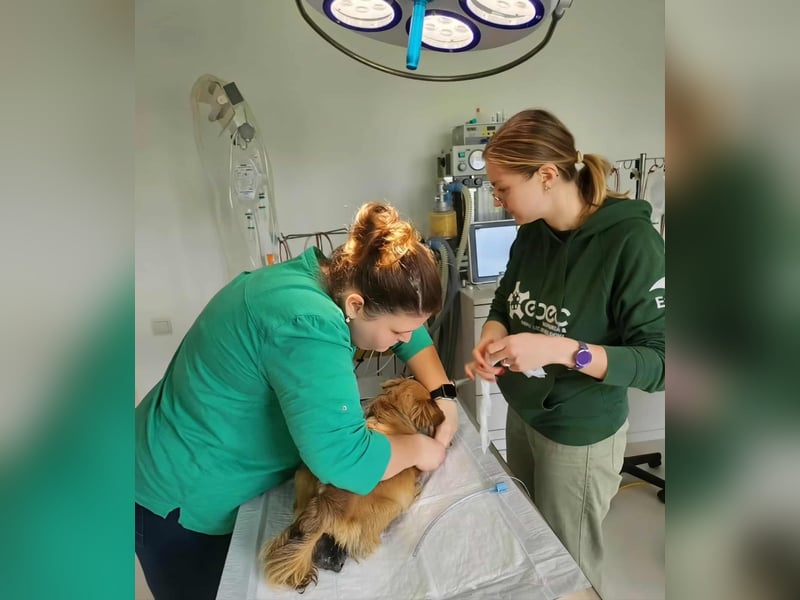 APRIL - gerettet von der Straße nahe Slatina