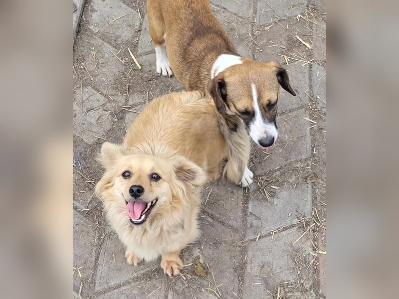 APRIL - gerettet von der Straße nahe Slatina