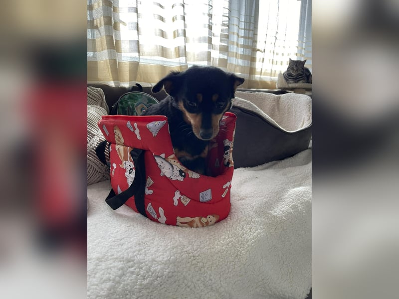 JENNY - sucht ihren sicheren Hafen