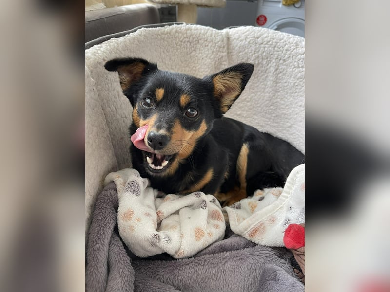 JENNY - sucht ihren sicheren Hafen