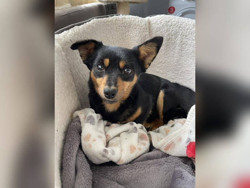 JENNY - sucht ihren sicheren Hafen