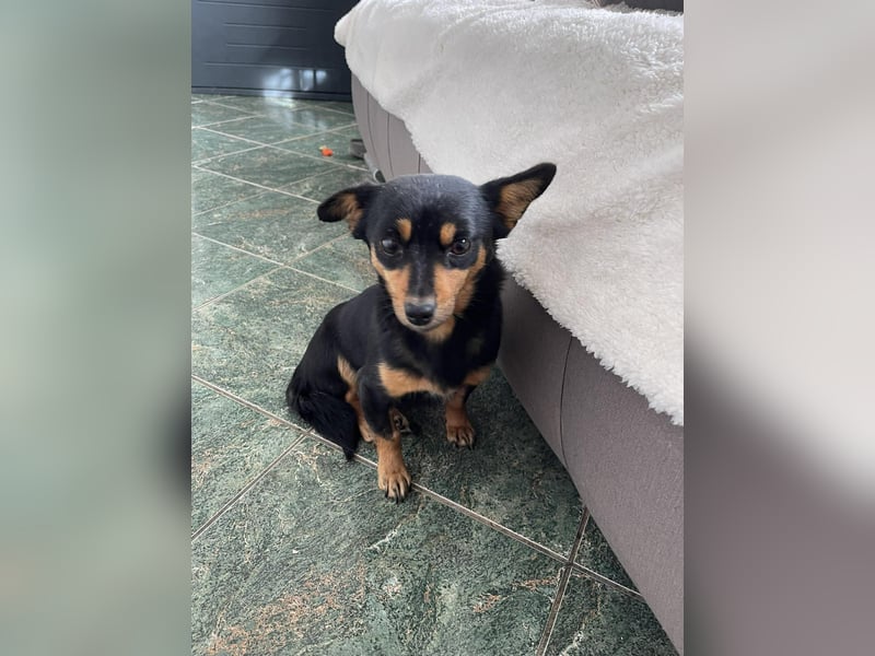 JENNY - sucht ihren sicheren Hafen