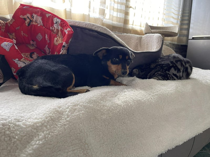 JENNY - sucht ihren sicheren Hafen