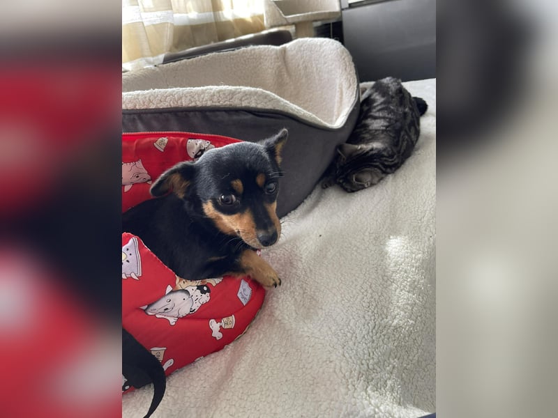 JENNY - sucht ihren sicheren Hafen