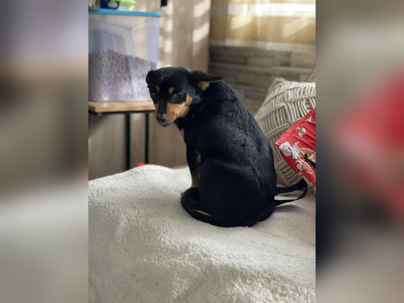 JENNY - sucht ihren sicheren Hafen