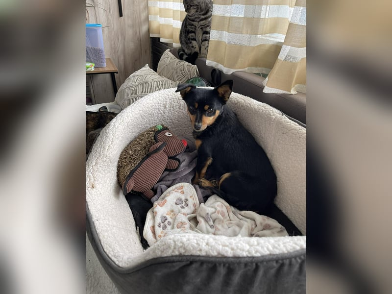 JENNY - sucht ihren sicheren Hafen