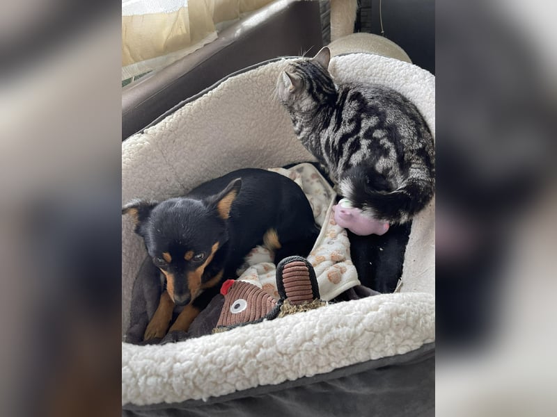 JENNY - sucht ihren sicheren Hafen