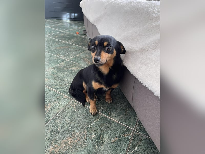 JENNY - sucht ihren sicheren Hafen