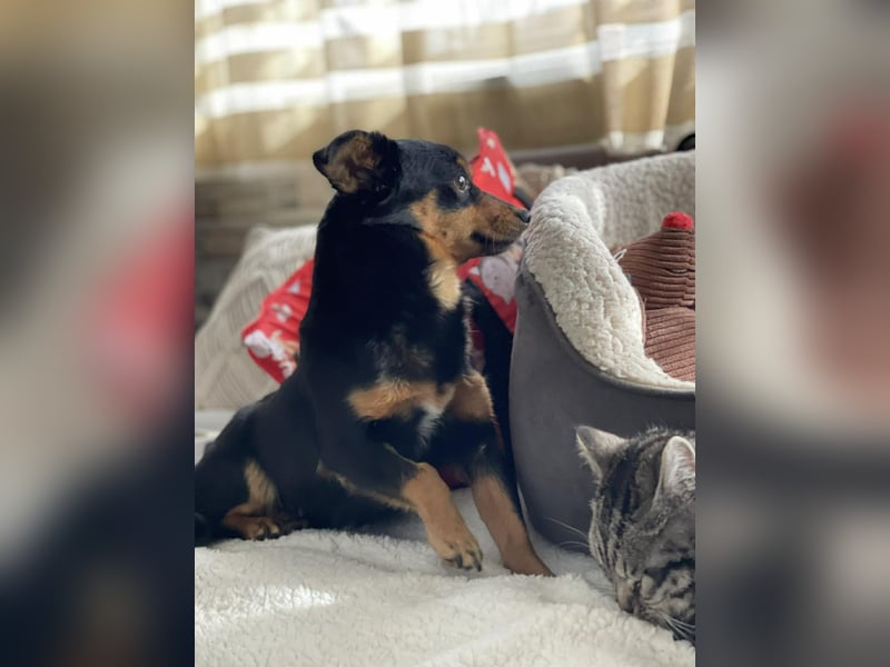 JENNY - sucht ihren sicheren Hafen