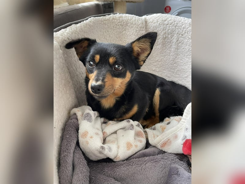 JENNY - sucht ihren sicheren Hafen