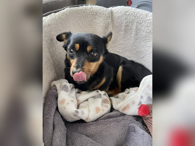 JENNY - sucht ihren sicheren Hafen