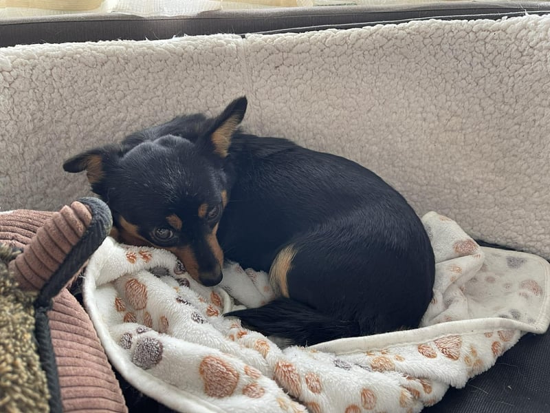 JENNY - sucht ihren sicheren Hafen