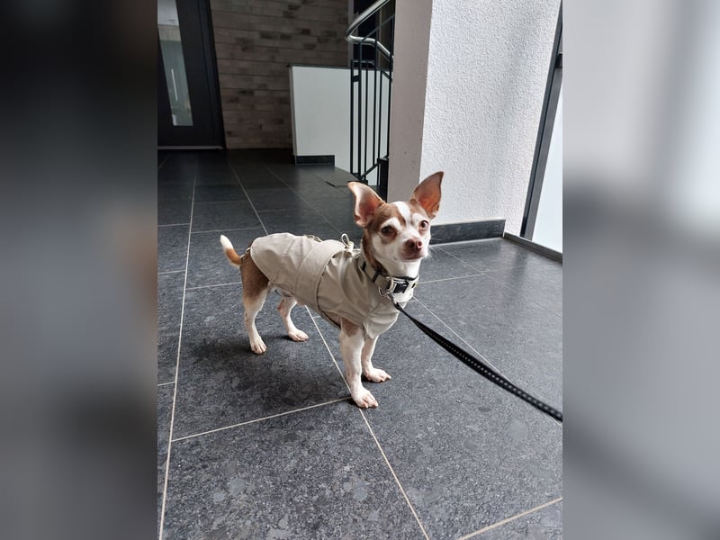 Deckrüde Chihuahua - Jack Russel Mischling