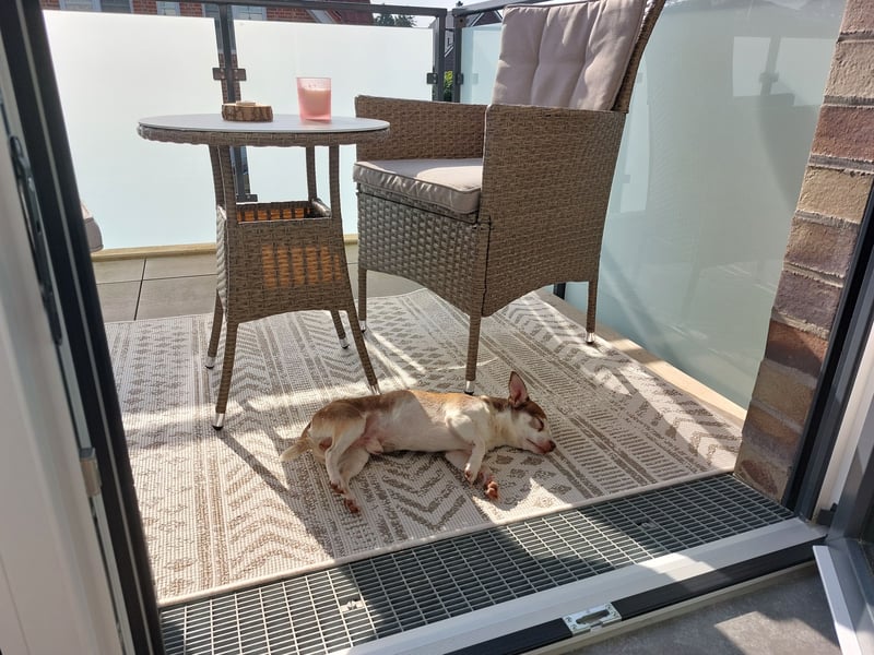 Deckrüde Chihuahua - Jack Russel Mischling