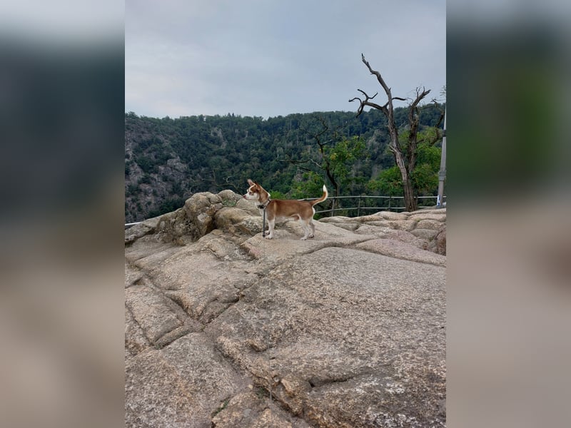 Deckrüde Chihuahua - Jack Russel Mischling