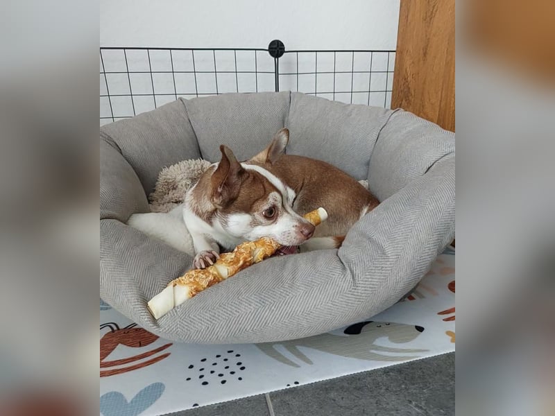 Deckrüde Chihuahua - Jack Russel Mischling