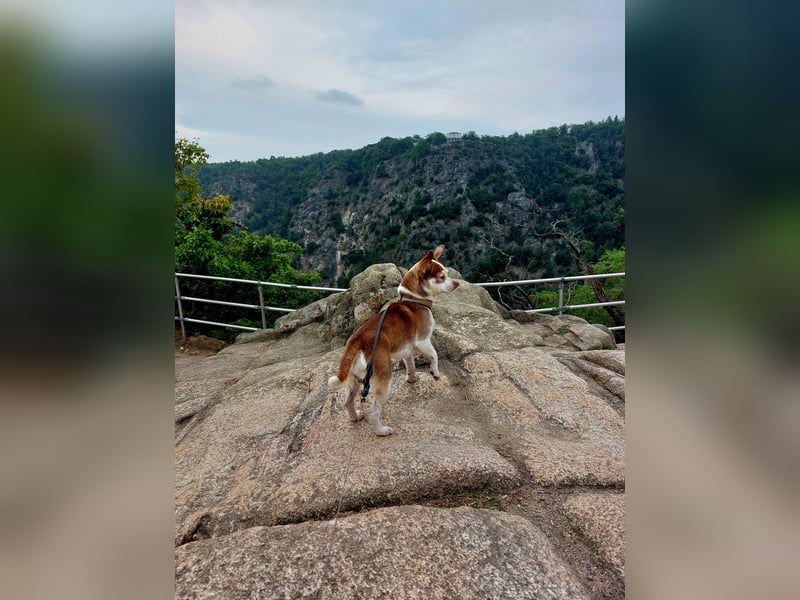 Deckrüde Chihuahua - Jack Russel Mischling