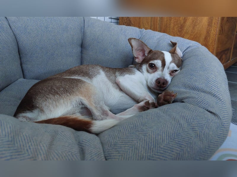 Deckrüde Chihuahua - Jack Russel Mischling
