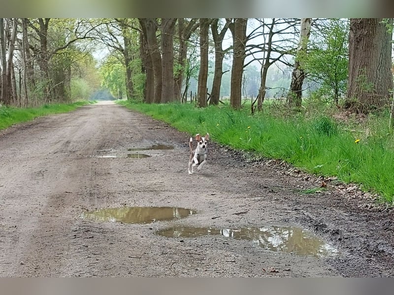 Deckrüde Chihuahua - Jack Russel Mischling