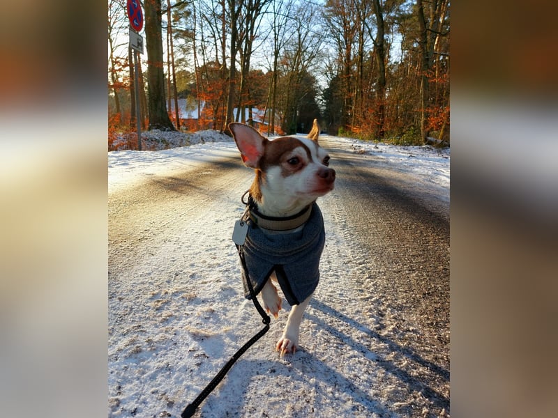 Deckrüde Chihuahua - Jack Russel Mischling