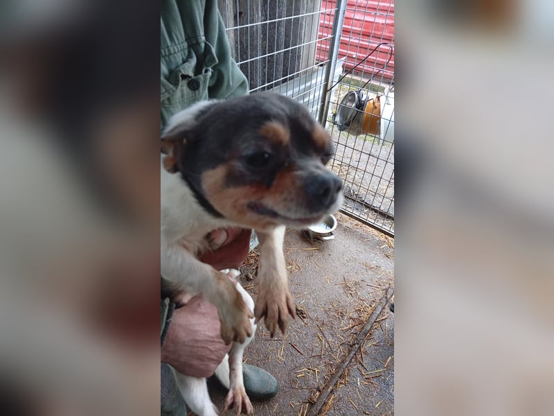 Bobi PP – kleiner Chihuahua-Rüde sucht liebevolles Zuhause ✨