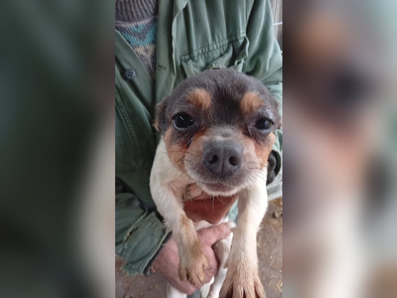 Bobi PP – kleiner Chihuahua-Rüde sucht liebevolles Zuhause ✨