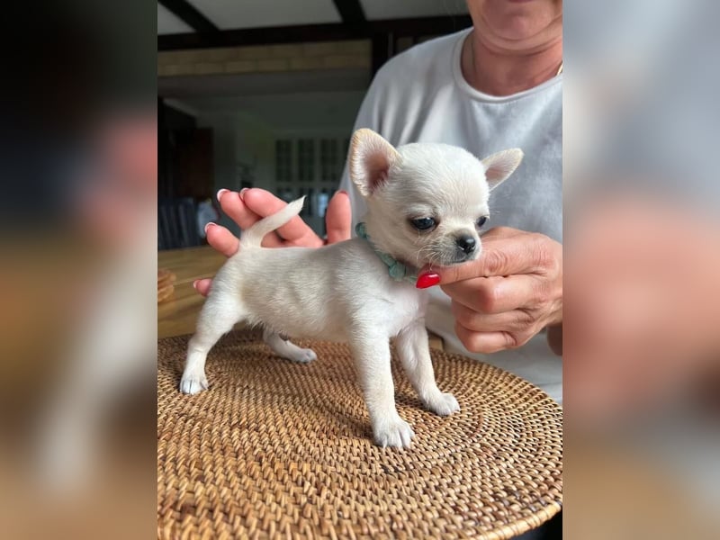 Chihuahua  Hündin – geimpft, entwurmt, gechipt, mit EU-Heimtierausweis