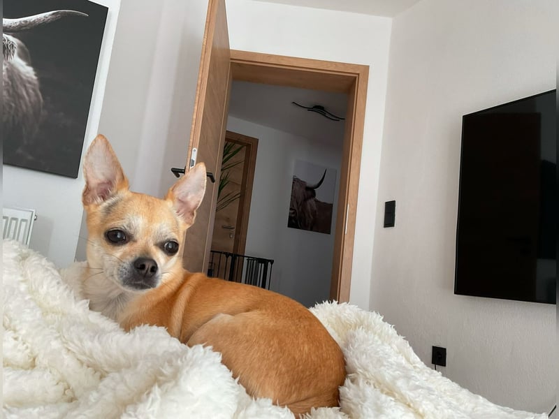 Chihuahua