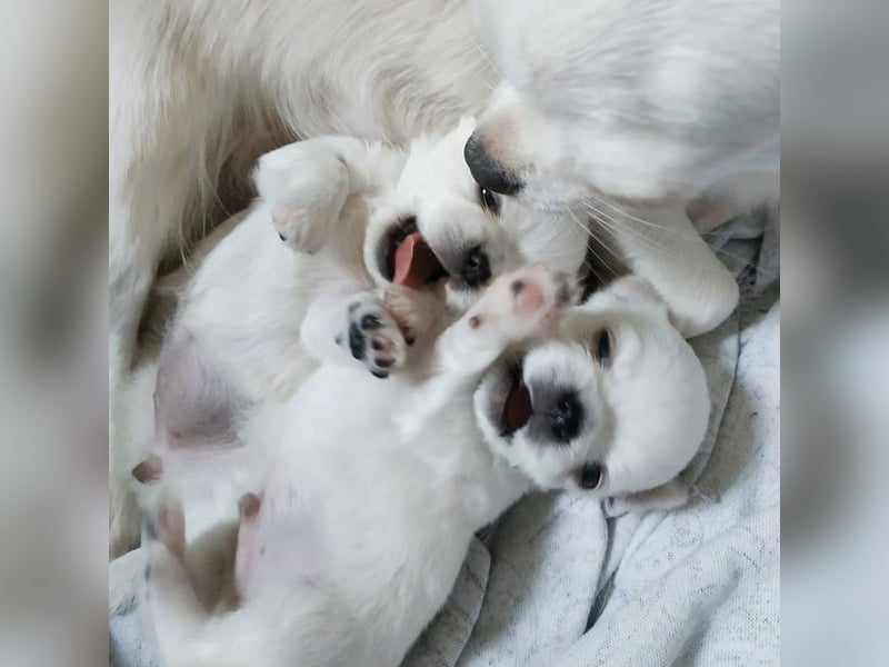 Süße Chihuahua Welpen abzugeben