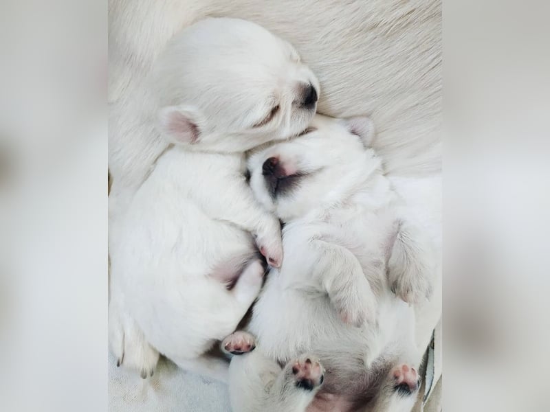 Süße Chihuahua Welpen abzugeben