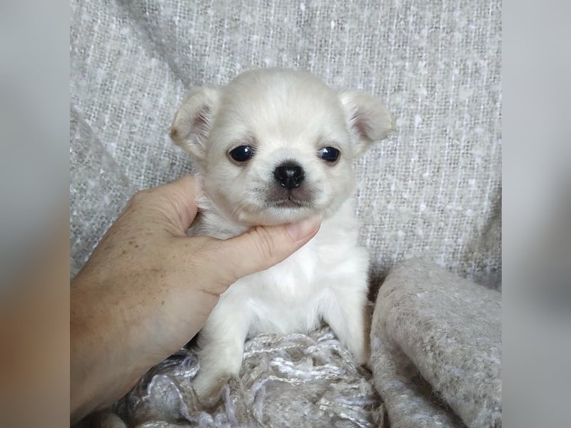 Süße Chihuahua Welpen abzugeben