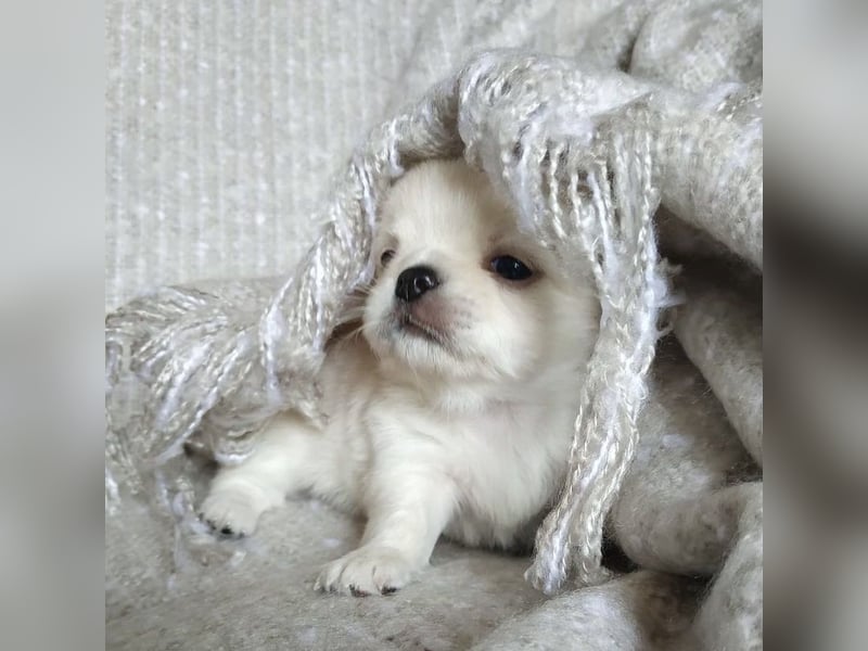 Süße Chihuahua Welpen abzugeben