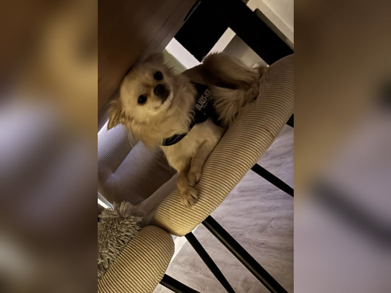 Chihuahua zu verkaufen