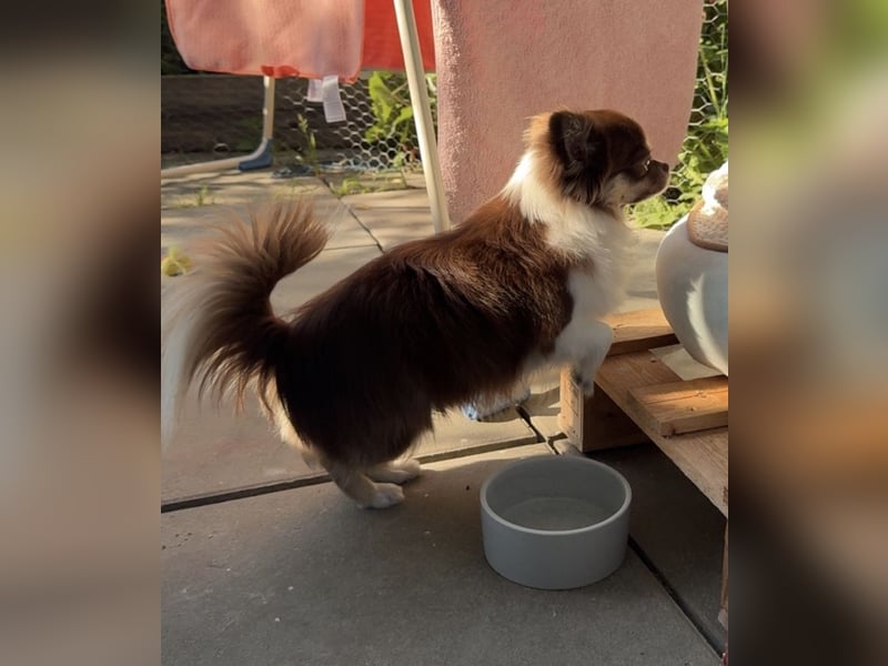 Langhaar-Chihuahua Rüde sucht ein neues Zuhause