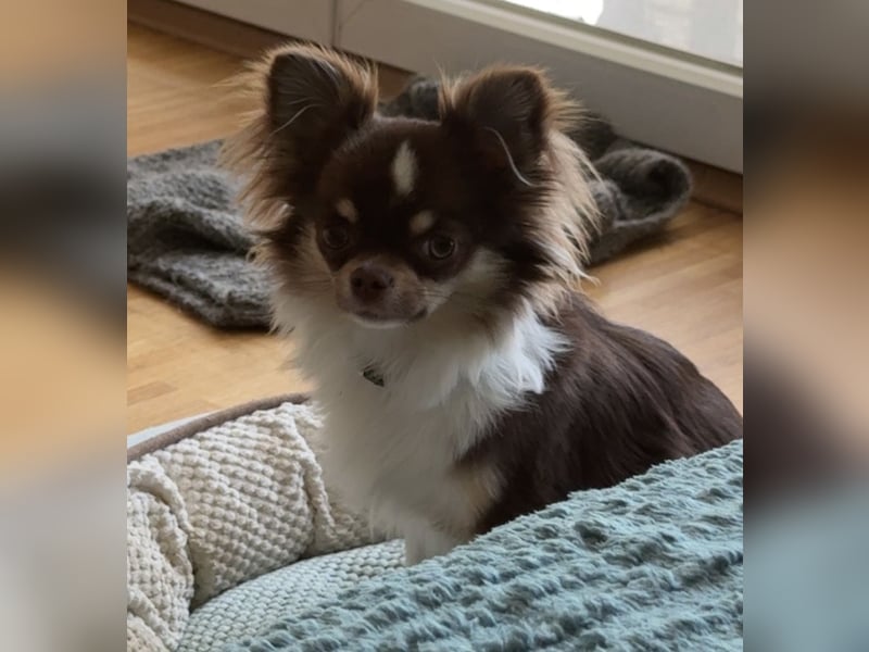 Langhaar-Chihuahua Rüde sucht ein neues Zuhause