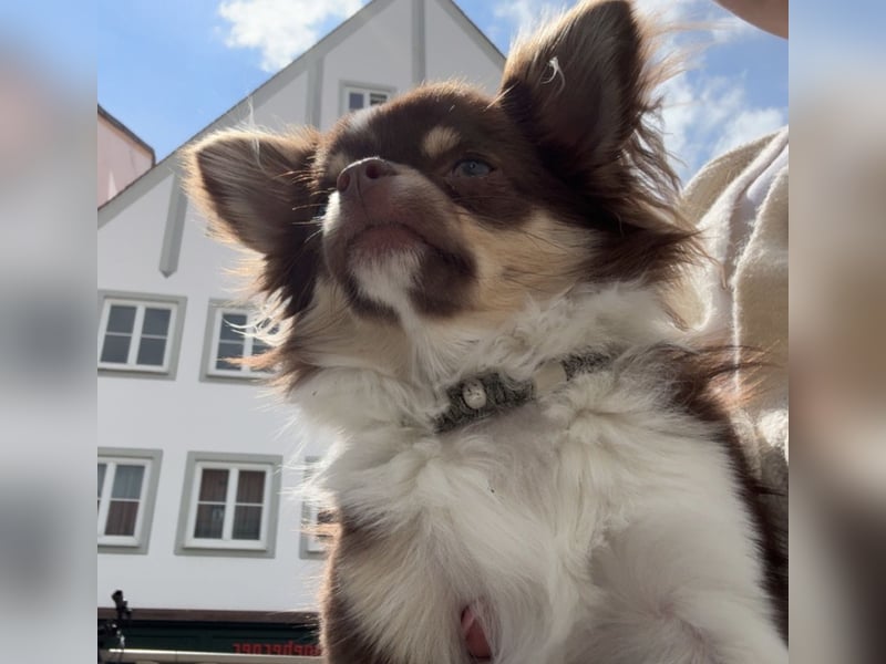 Langhaar-Chihuahua Rüde sucht ein neues Zuhause