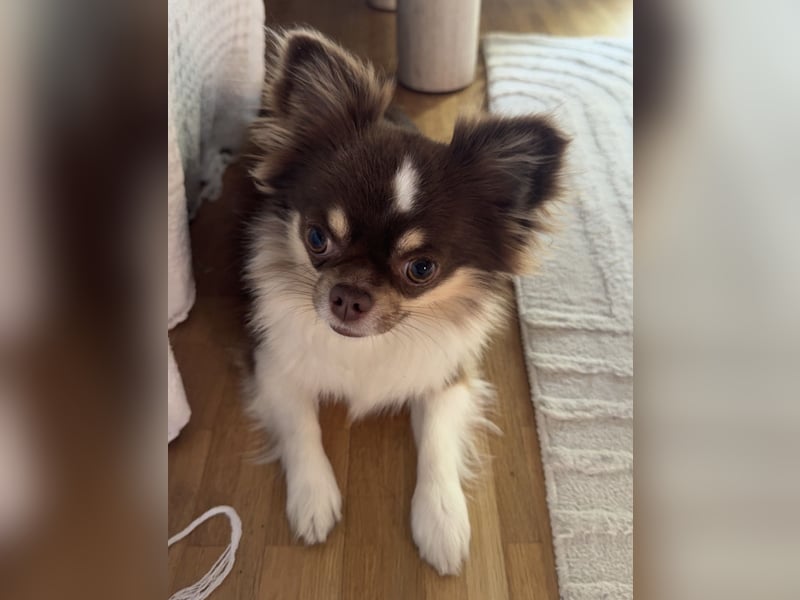 Langhaar-Chihuahua Rüde sucht ein neues Zuhause