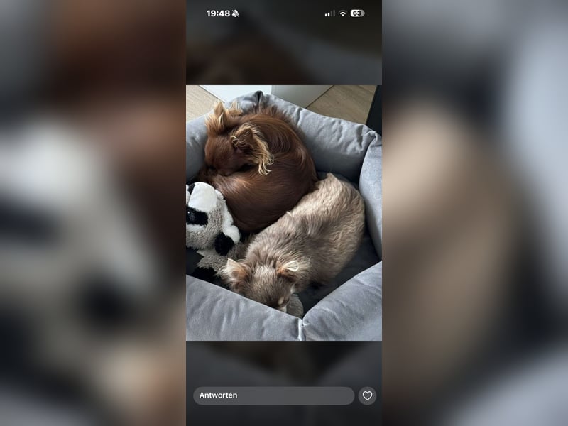 Zwei Chihuahua Rüden