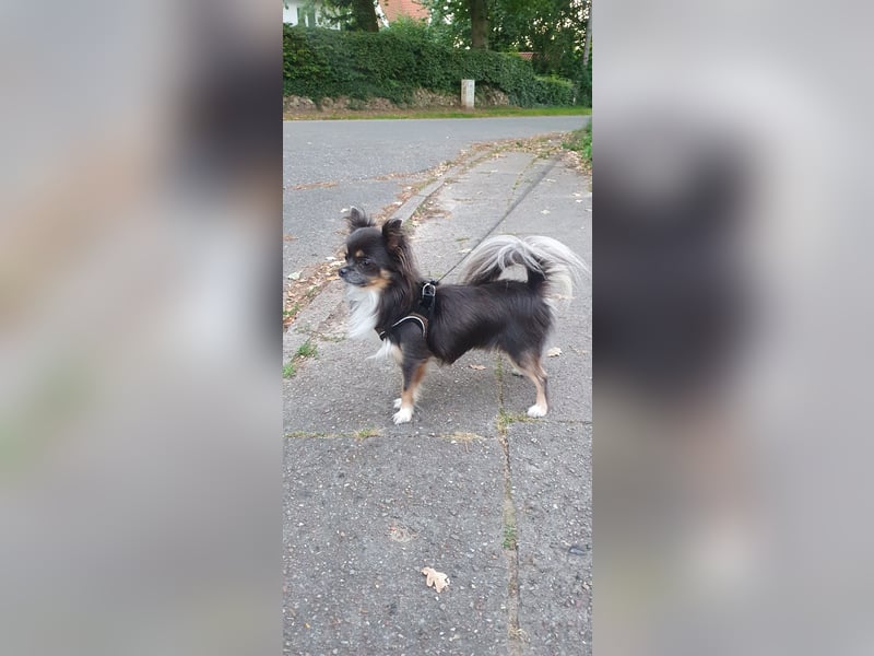 Chihuahua Rüde „Hercules“ Reinrassig mit Stammbaum 3 Jahre