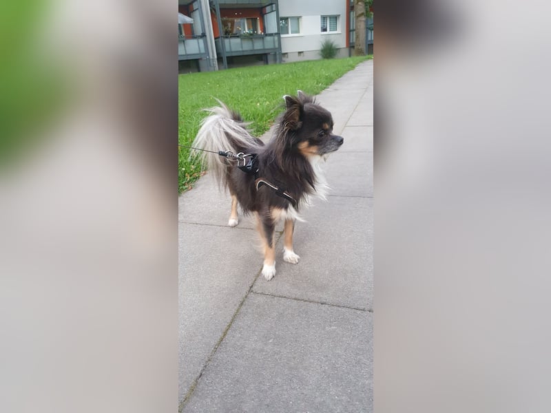 Chihuahua Rüde „Hercules“ Reinrassig mit Stammbaum 3 Jahre