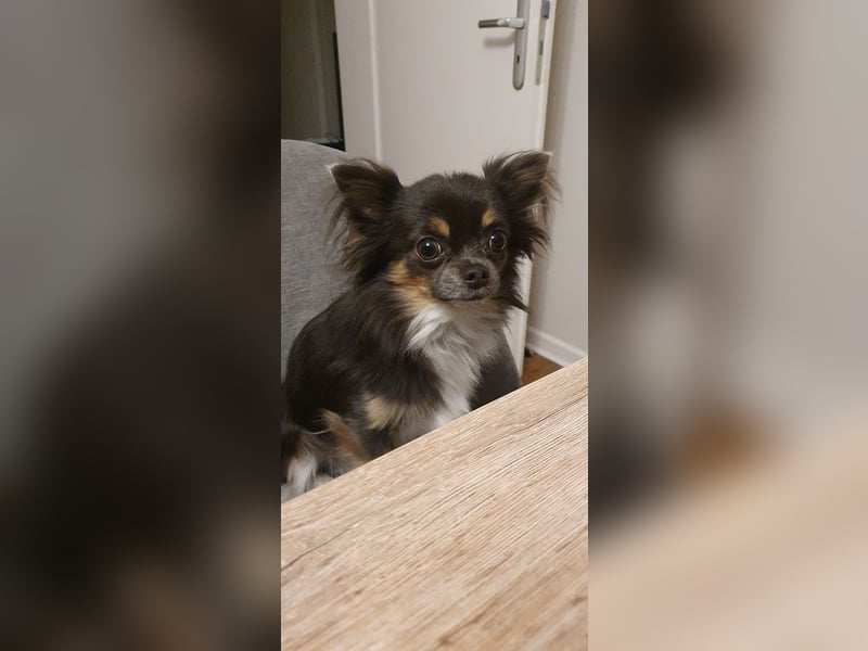 Chihuahua Rüde „Hercules“ Reinrassig mit Stammbaum 3 Jahre