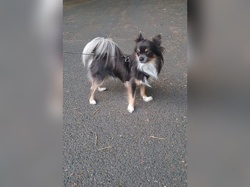 Chihuahua Rüde „Hercules“ Reinrassig mit Stammbaum 3 Jahre