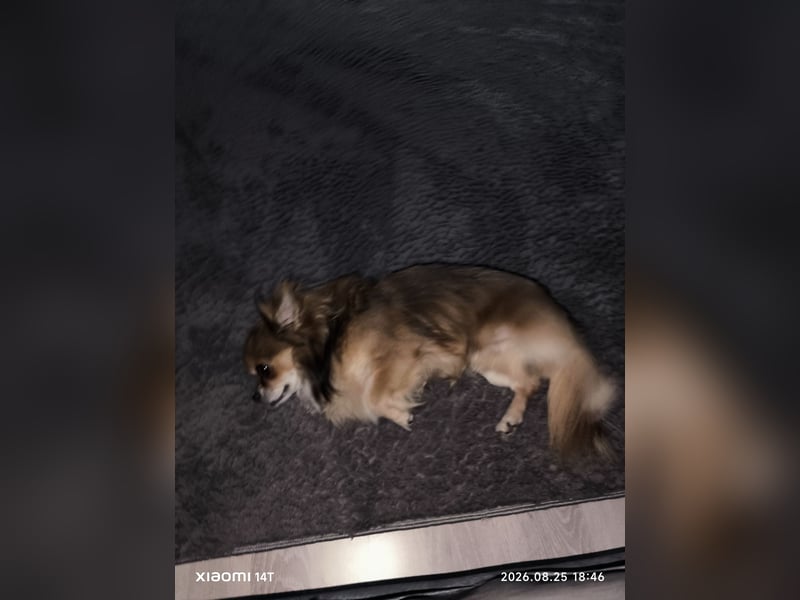 Chihuahua Rüde 3 jahre