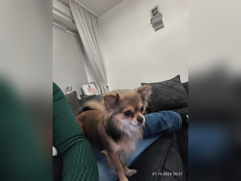 Chihuahua Rüde 3 jahre