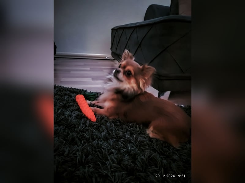 Chihuahua Rüde 3 jahre