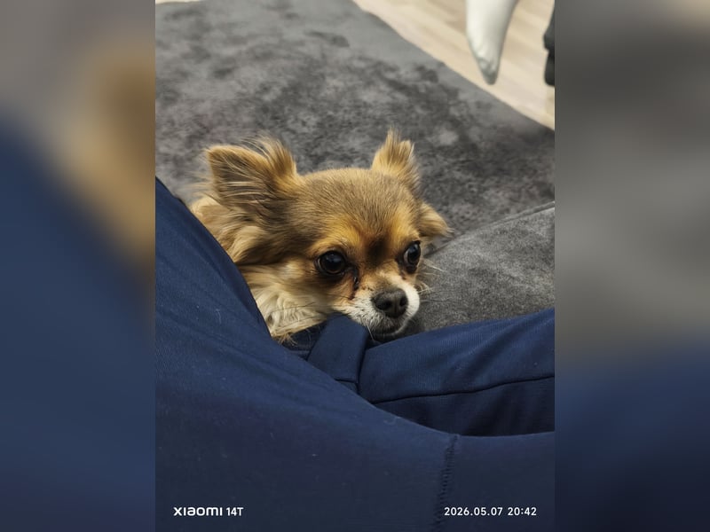 Chihuahua Rüde 3 jahre