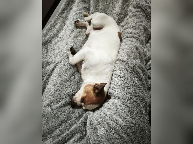 Chihuahua Rüde sucht Zuhause