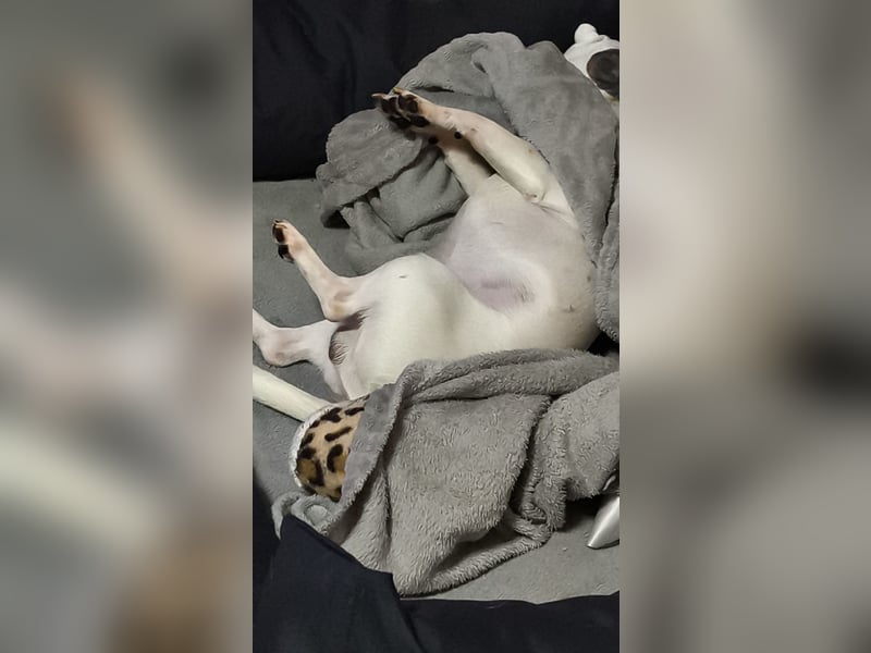 Chihuahua Rüde sucht Zuhause