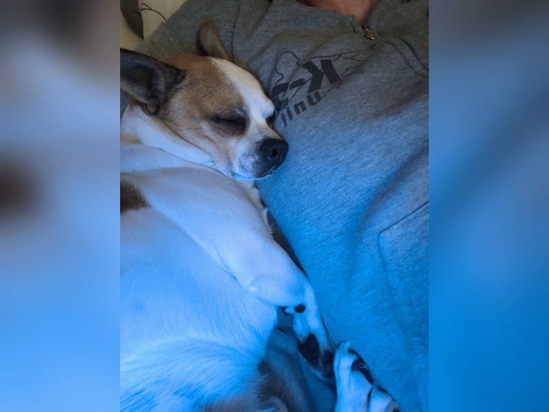 Chihuahua Rüde sucht Zuhause